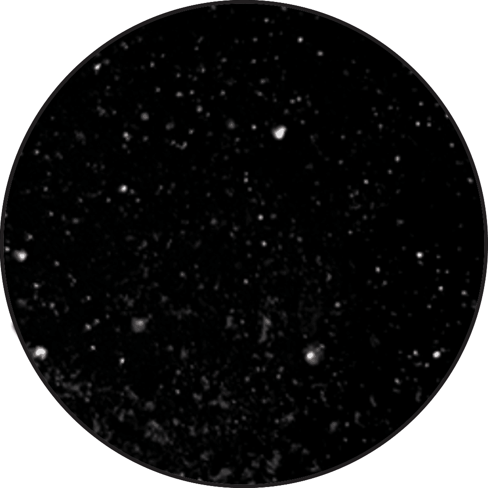 Ranger - Black Embossing Powder